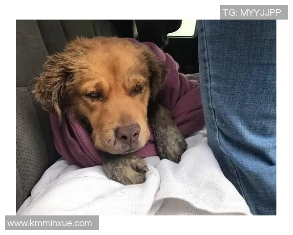 知名足球明星遭遇意外被狗咬伤医生紧急救治引发广泛关注 知名足球明星遭遇意外被狗咬伤医生紧急救治引发广泛关注